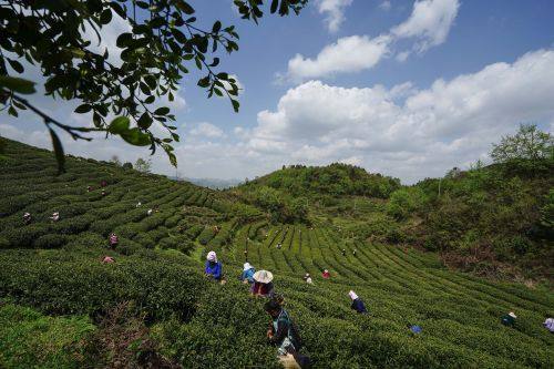 貴陽市上半年農(nóng)林牧漁業(yè)增長勢頭強勁，總產(chǎn)值達133.20億元，同比增長8.8%