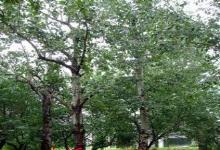 聊城農(nóng)林牧漁 區(qū)域經(jīng)濟發(fā)展的支柱產(chǎn)業(yè)