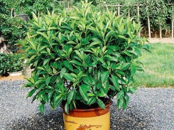 廣州鮮花綠植全周期服務 出租、銷售、租賃、出擺與專業養護一體化解決方案