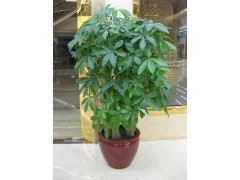 天河區蘿崗區租花買花 | 廣州植物租賃，您的辦公綠化專家