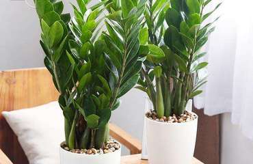 南昌花卉租賃指南 專業(yè)公司、價格解析與貼心養(yǎng)護服務(wù)