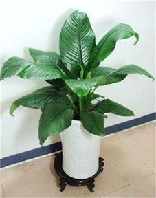 深圳南山園林綠化工程景觀設(shè)計 春季室內(nèi)植物租賃與養(yǎng)護指南